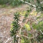 Asparagus acutifoliusLevél