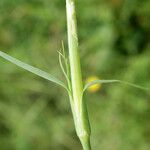 Petrorhagia dubia Leaf