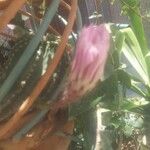 Echinopsis oxygona 葉