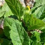 Chrysogonum virginianum Leaf