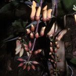 Erythrina fusca Λουλούδι
