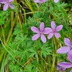 Geranium asphodeloides Kukka