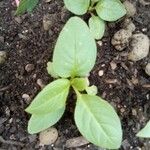 Amaranthus blitumBlad