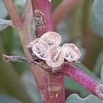 Portulaca oleracea Ffrwyth