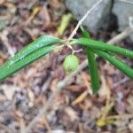 Coffea heimii Fruit