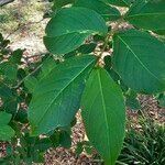 Holarrhena pubescens Leaf