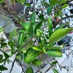 Citrus reticulata برگ