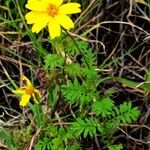 Tagetes zypaquirensis