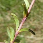Veronica fruticans Foglia