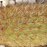 Haageocereus versicolor Hoja