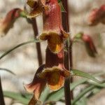 Digitalis obscura Flower