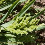 Sclerochloa dura Other