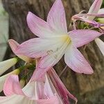 Amaryllis belladonna Λουλούδι