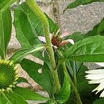 Echinacea angustifolia Kéreg