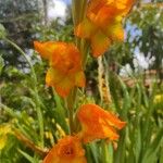 Gladiolus dalenii Blomst