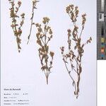 Swertia eminii Other