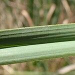 Cladium mariscus Blad