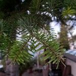 Abies alba Φύλλο