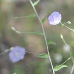 Evolvulus alsinoides Flower