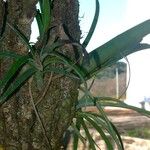 Tillandsia stricta Blad