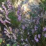 Calluna vulgaris花