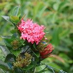 Ixora javanica Žiedas