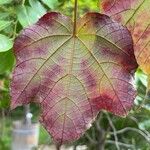 Dombeya cacuminum Leaf