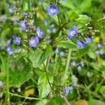 Veronica americana Blomma