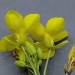 Diplotaxis tenuifolia 花