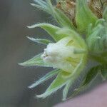 Potentilla valderia Flower