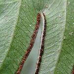 Pteris mildbraedii Leaf