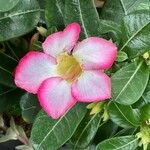 Adenium multiflorum Цвят