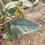 Monstera siltepecana Feuille