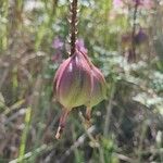 Epidendrum secundum Fruit