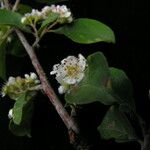 Cotoneaster affinis Habitat