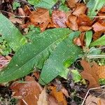 Cirsium heterophyllum Blad