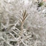 Eremophila nivea Hostoa