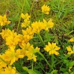 Genista sagittalis Blüte