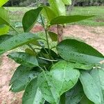 Citrus maxima Leaf