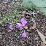 Swainsona galegifolia Flower