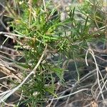 Argyranthemum gracile Leaf