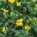 Coronilla minima عادت داشتن