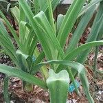 Crinum × powellii Leaf