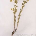 Euphorbia seguieriana Hábito