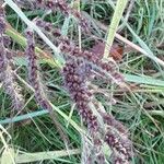 Echinochloa crus-galli Fruit