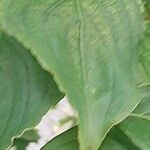 Cornus kousa Blatt