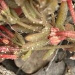Pistorinia hispanica Fruit