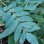 Sorbus aucuparia Leaf