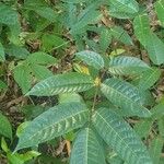 Canarium album पत्ता