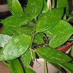 Hoya lacunosa Leaf